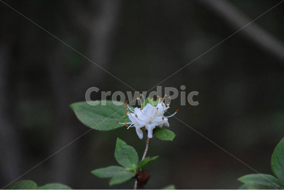 흰참꽃나무,야생화,생태,식물,자연,꽃,여름,힐링,플라워,계절,wildflower,flower,plants,nature,season,배경,목본,나무,감성,느낌,emotion,feeling,진달래과,진달래속,여름꽃,식물,자연,plants,nature,꽃,flower
