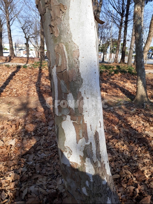tree,나무,plant,식물,treetrunk,썩은나무,나무테,표면,나무표면,썩은,병든,병든나무