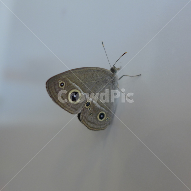 나비,부전나비,곤충,회색나비,작은나비,곤충,벌레,insect,bug