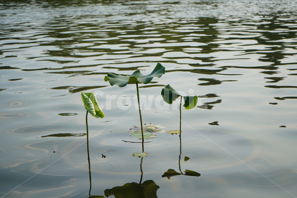 식물,연잎,호수,연꽃,자연,식물,자연,plants,nature