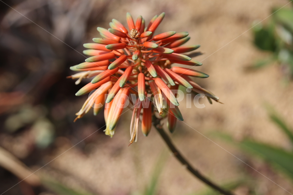 꽃,풍경,수목원,자연,봄,식물,자연,plants,nature,꽃,flower