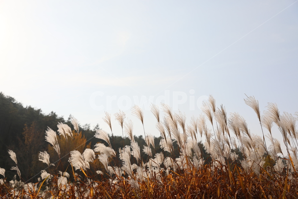 가을,억새,풍경,식물,자연,가을,계절,fall,autumn,season,자연,풍경,nature,landscape,plant,grass,잔디,lawn,reed,갈대