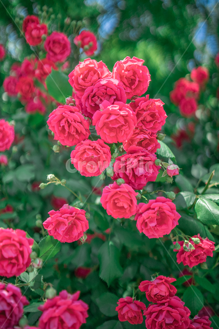 장미,하늘,분홍색,꽃잎,rose,싱그러운,식물,자연,plants,nature,꽃,flower
