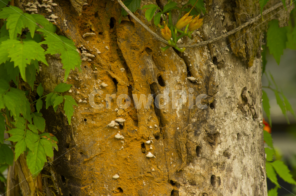 고목,나무,벌레,벌레구멍,구멍,죽은나무,beauty,macro,closeup,접사,매크로,확대,tree,deadtree,wormhole,bug,고사,우드,감성,자연,계절,클로즈업
