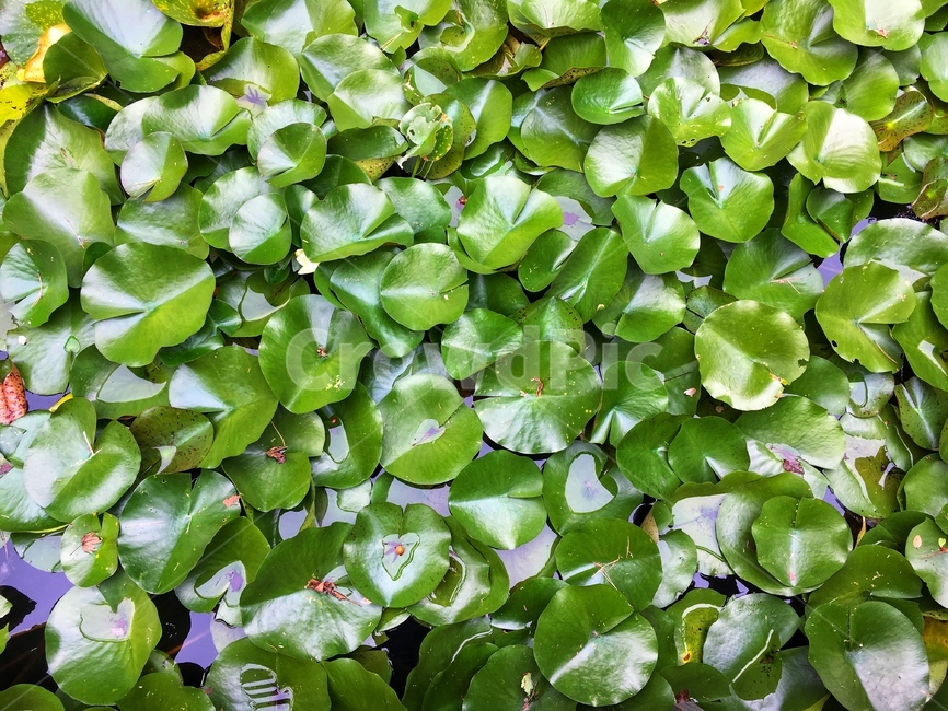연못,연꽃,가을,초록,연잎,숲,싱싱,식물,자연,plants,nature