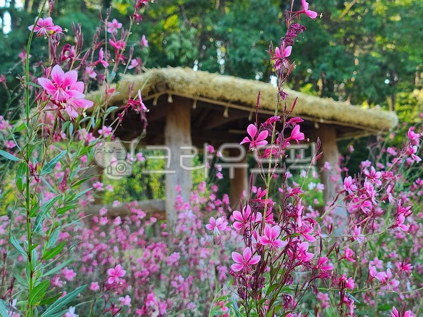 rest,healing,pink,needle flower,green,nature,hut,Emotion,park