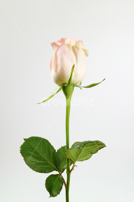 장미,장미꽃,분홍꽃,분홍장미,꽃송이,꽃봉오리,백그라운드,식물,자연,계절,봄,꽃,배경,배경이미지,내추럴,flower,nature,flora,background,핑크,분홍,pink,꽃,flower