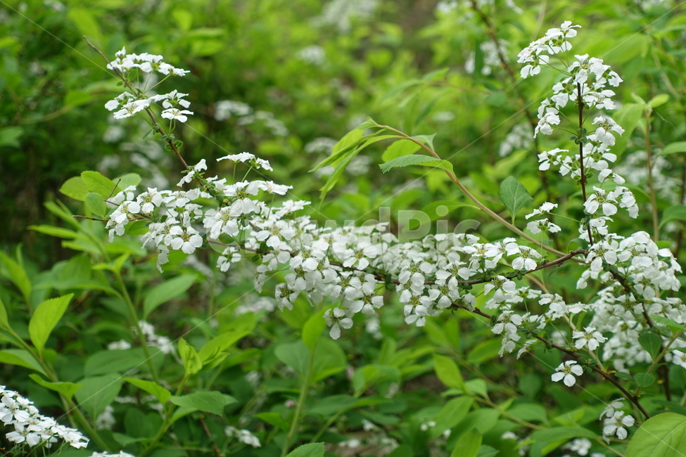 plant,식물,초목,꽃,풀,식물,자연,plants,nature,꽃,flower