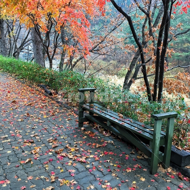 가을,낙엽,산,나무,단풍,자연,풍경
