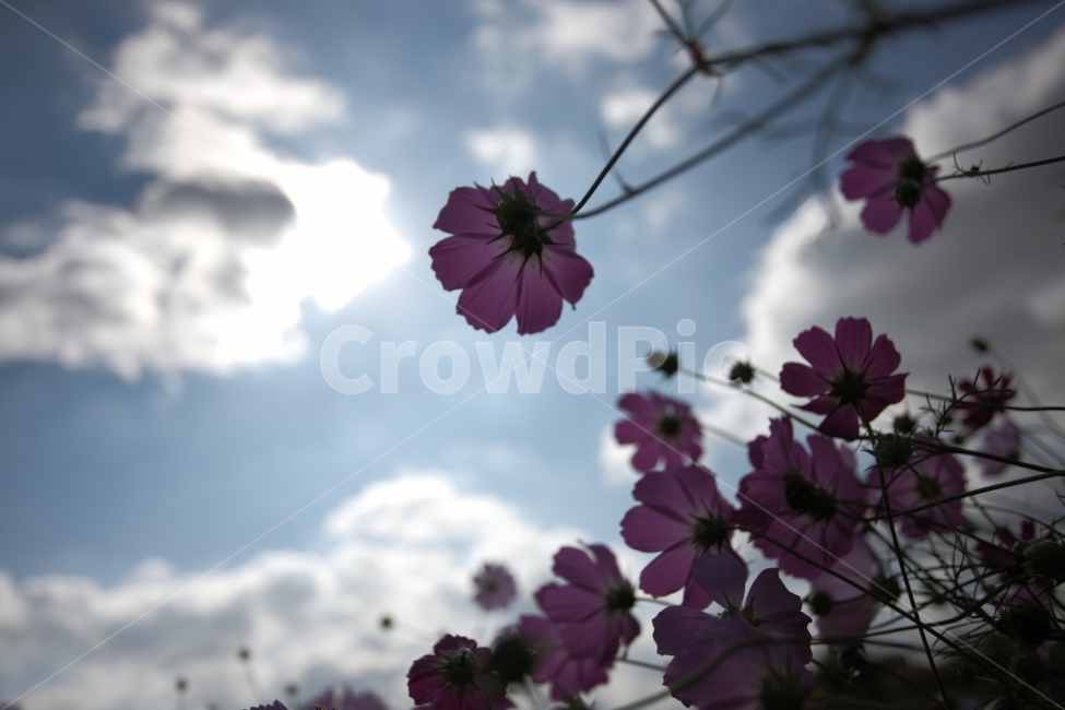가을,하늘,코스모스,풍경,자연,가을,계절,fall,autumn,season,식물,자연,plants,nature,꽃,flower,blossom,petal,꽃잎,plant
