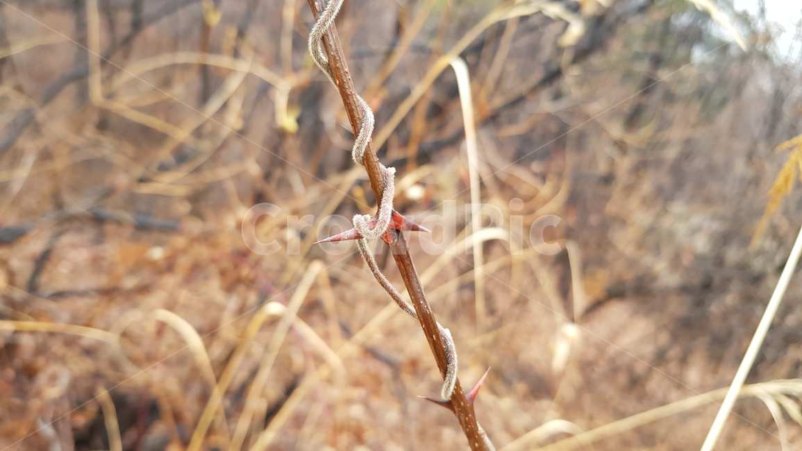 가시,줄기,수난,사순절,lent,식물