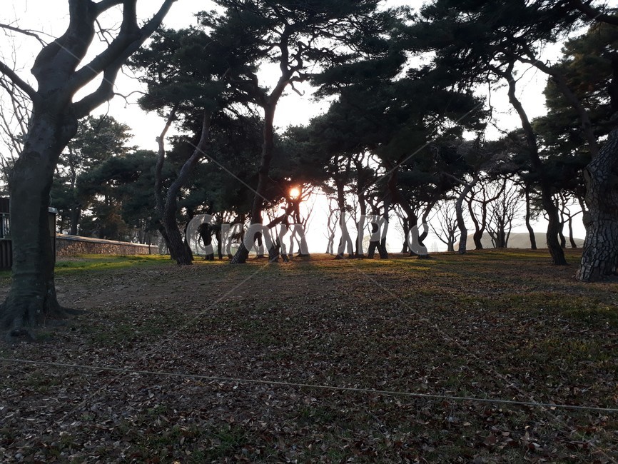 ground,바닥,plant,식물,tree,나무,treetrunk,나무줄기,자연,nature,산책,wark,warking,숲