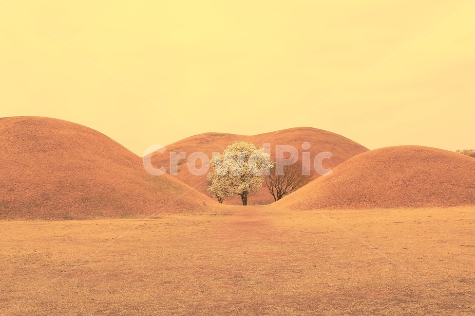 대릉원,나홀로나무,목련,대릉원목련,경주,자연,풍경,nature,landscape,한국자연풍경,한국자연경관,korea nature landscape,한국전통,한국문화,korean traditional,korean culture,랜드마크,landmark,tourist attraction,한국랜드마크,한국관광지,한국명소,korea landmark,korea tourist attraction,식물,plants,나무,trees,wood,outdoors,옥외,field,들,grassland,목초지,soil,흙,sand,모래,mound,투수판
