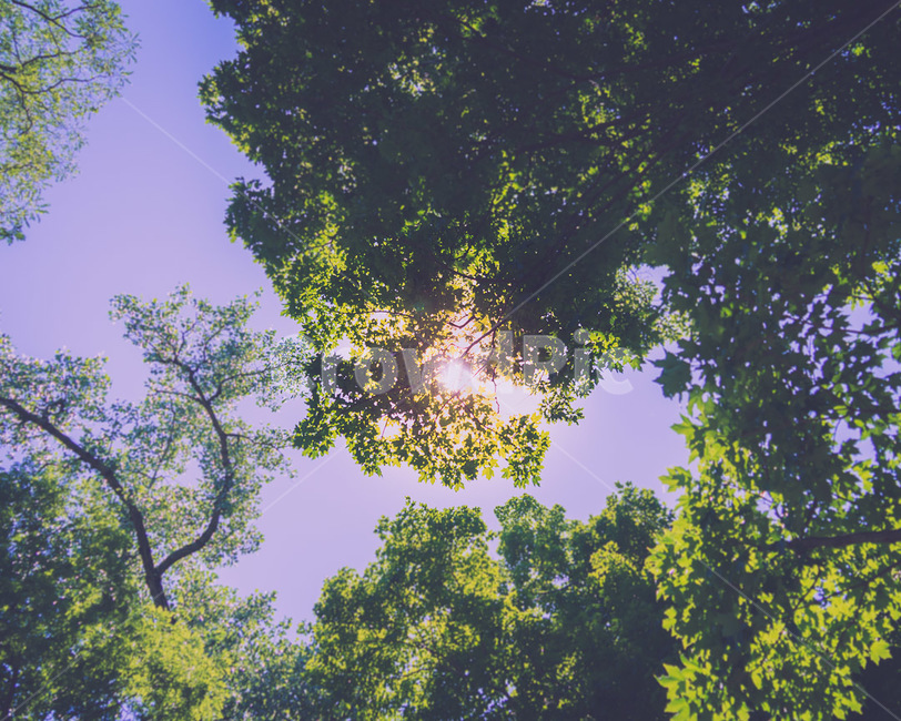 노을,햇살,나무,감성사진,하이킹뷰,자연,풍경,nature,landscape,tree,plant,식물,vegetation,초목,light,빛,flare,플레어
