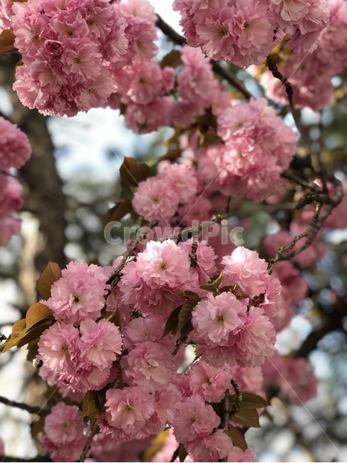겹벚꽃,꽃,분홍색꽃,꽃나무,봄꽃,식물,자연,plants,nature,꽃,flower