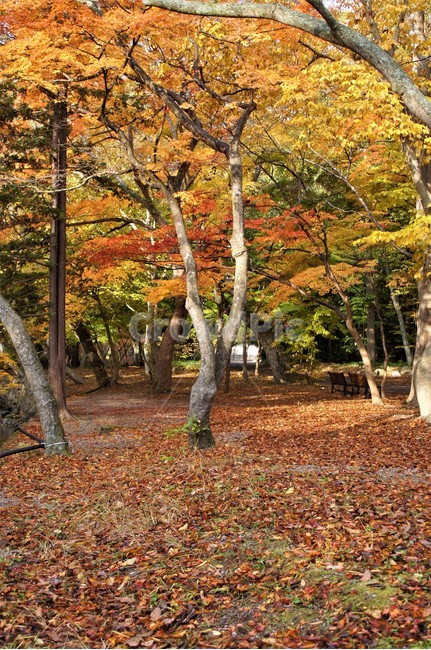 가을,단풍,낙엽,자연,나무,풍경,울긋불긋,계절,아름다움,식물,숲속,fall,trees,nature,autumn,season,단풍잎,단풍나무,자연풍경,감성,가을,계절,fall,autumn,season,자연,풍경,nature,landscape,식물,plants,나무,trees,wood,tree,plant,tree trunk,나무 줄기,leaf,잎