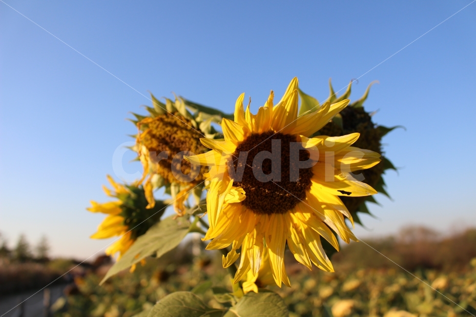 해바라기,꽃,가을,자연,식물,공원,색감,여름,계절,summer,season,식물,자연,plants,nature,꽃,flower,plant,blossom