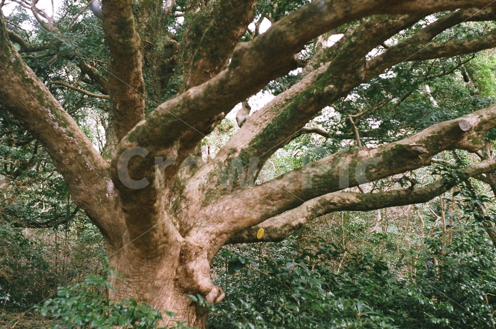 비자림,비자나무,제주도,자연,여행,jeju,식물,자연,plants,nature,나무,trees,wood
