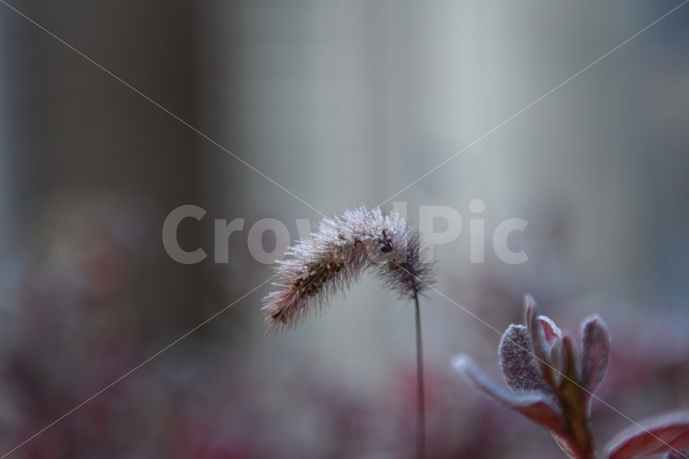 강아지풀,겨울,초겨울,서리,서리맞은풀,풀,늦가을,꽃,겨울,계절,winter,season,식물,자연,plants,nature,감성,sensible,feeling