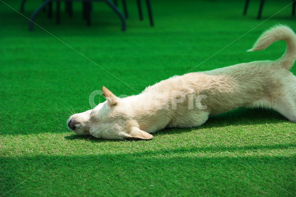 잔디,강아지,백구,간지러움,동물,개,동물,animal,포유류,mammal,개,강아지,dog,doggy
