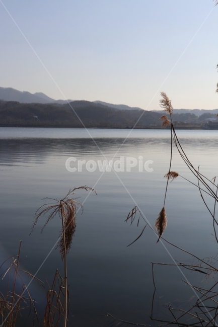 풍경,강,갈대,겨울,마른풀,자연,풍경,nature,landscape,한국자연풍경,한국자연경관,korea nature landscape,grass,잔디,plant,식물,lawn,reed
