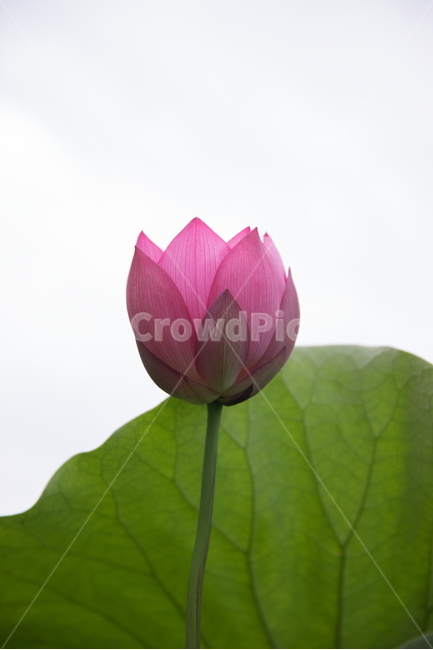 연꽃,꽃,여름꽃,식물,lotus,flower,식물,자연,plants,nature,꽃,flower