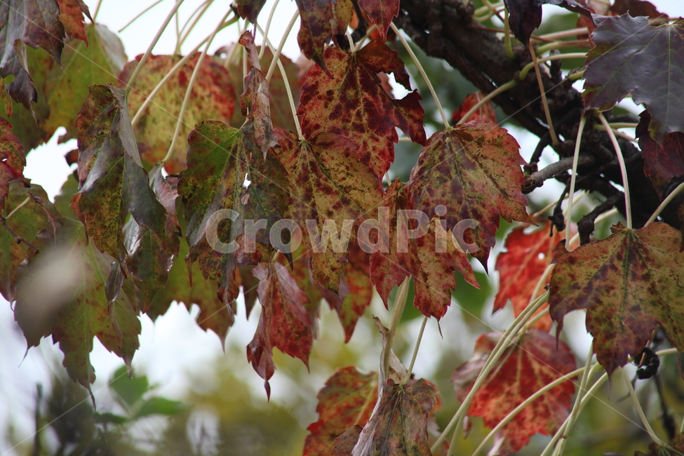 단풍,담쟁이,식물,가을,redleaves,Bostonivy,가을,계절,fall,autumn,season,plant,leaf,잎,tree,나무,veins,정맥