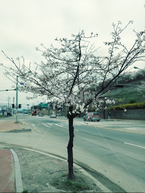 봄,벗꽃,나무,꽃길,분홍,전선,하늘,길,선,꽃,가지,봄,계절,spring,season,식물,자연,plants,nature,꽃,flower,road,도로,intersection,교차로