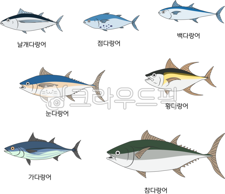 참치,물고기,다랑어,참다랑어,날개다랑어,점다랑어,황다랑어,가다랑어,눈다랑어,백다랑어,동물,해양생물,fish,바다,회,낚시,참치도감,바다고기,png