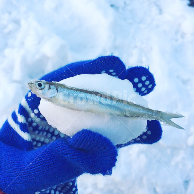 파란색,장갑,눈,빙어,물고기,얼음,겨울,동물,animal,어류,물고기,fish