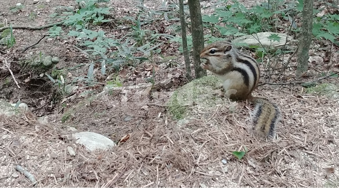 다람쥐,숲,나무,바위,길,tree,woods,rocky,road,동물,animal,포유류,mammal