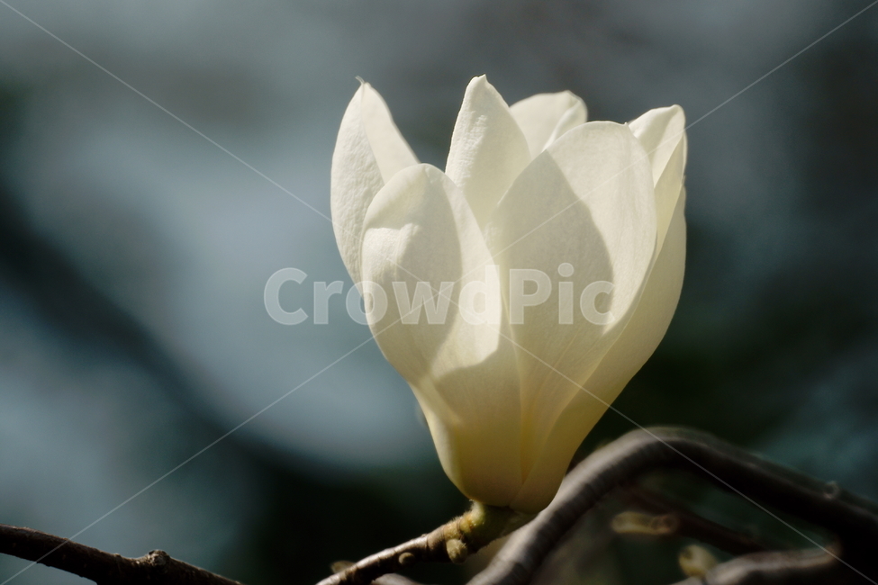 목련,꽃,봉오리,개화,봄,식물,나무,식물,자연,plants,nature,꽃,flower