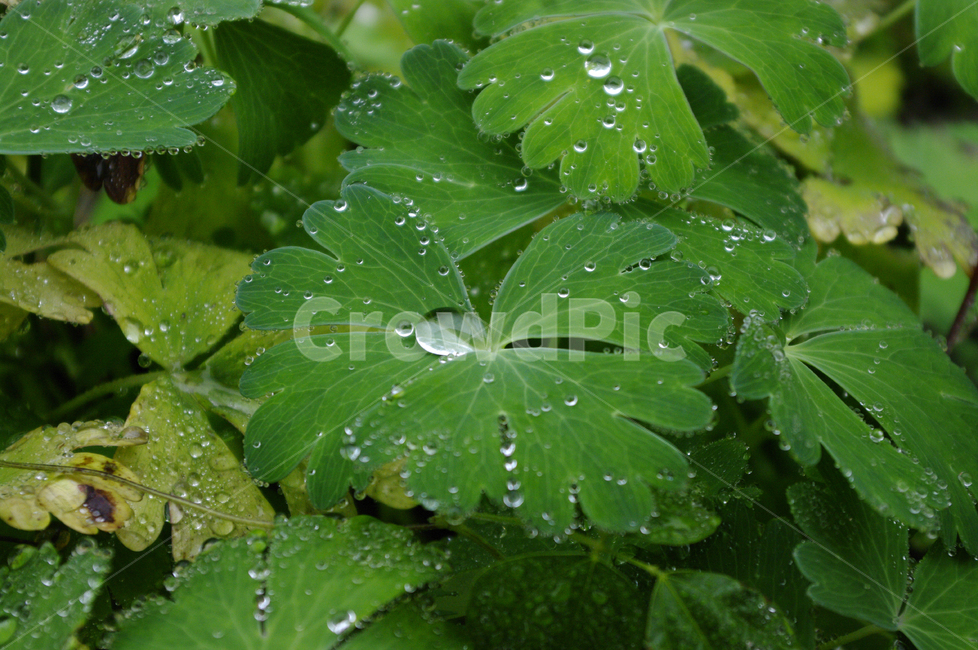 잎,물방울,식물,초록,plant,식물,자연,plants,nature