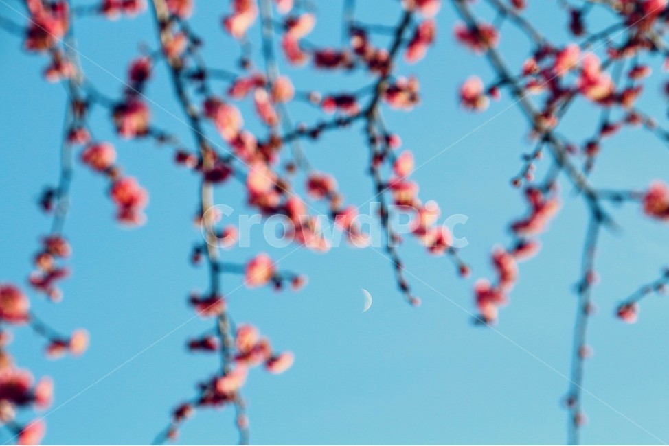 홍매화,낮달,하늘,bluesky,plumblossom,매화,flower,봄,계절,spring,season,식물,자연,plants,nature,꽃,flower,색깔,색상,색채,색감,color sense,color sensitivity,feeling of color,plant,blossom