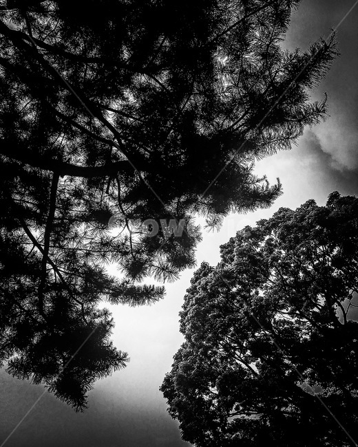 나무,하늘,소나무,흑백,tree,sky,pine,blackandwhite,black,dark,자연,풍경,nature,landscape,흑백,모노톤,monochrome,black and white,weather,날씨,silhouette,실루엣,plant,식물