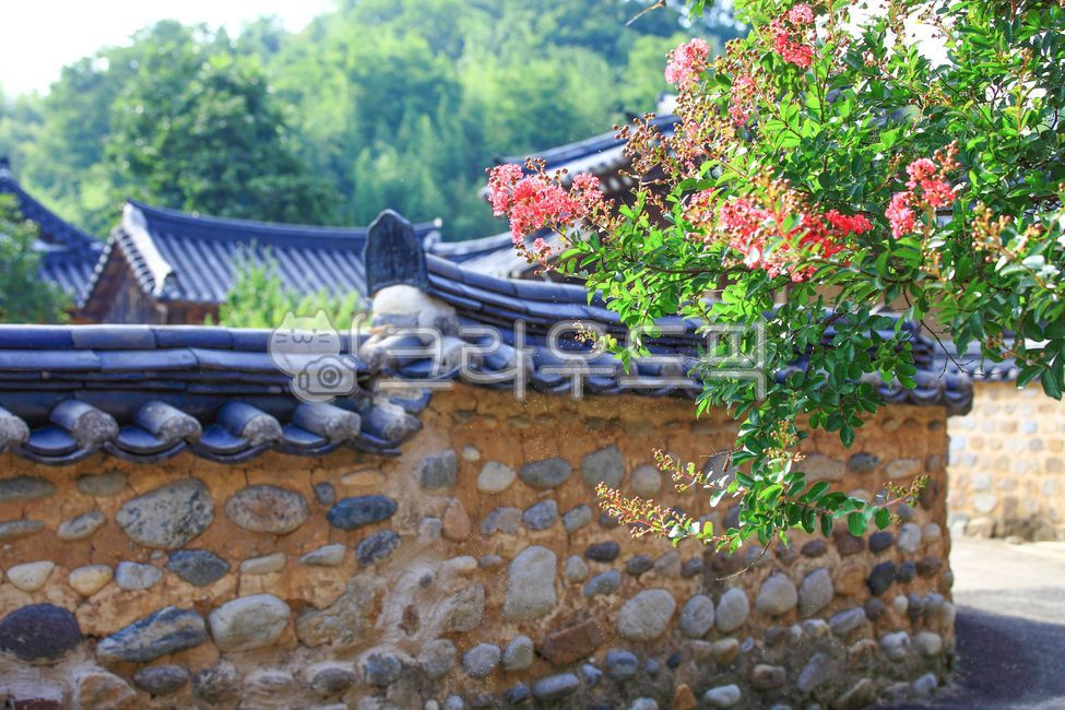 Hanok,nature,sight,tile,Goryeodong,sperm,crepe myrtle,zinnia,fence,summer,Korean tradition