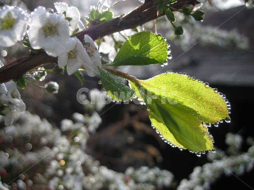 plant,식물,leaf,잎,이슬
