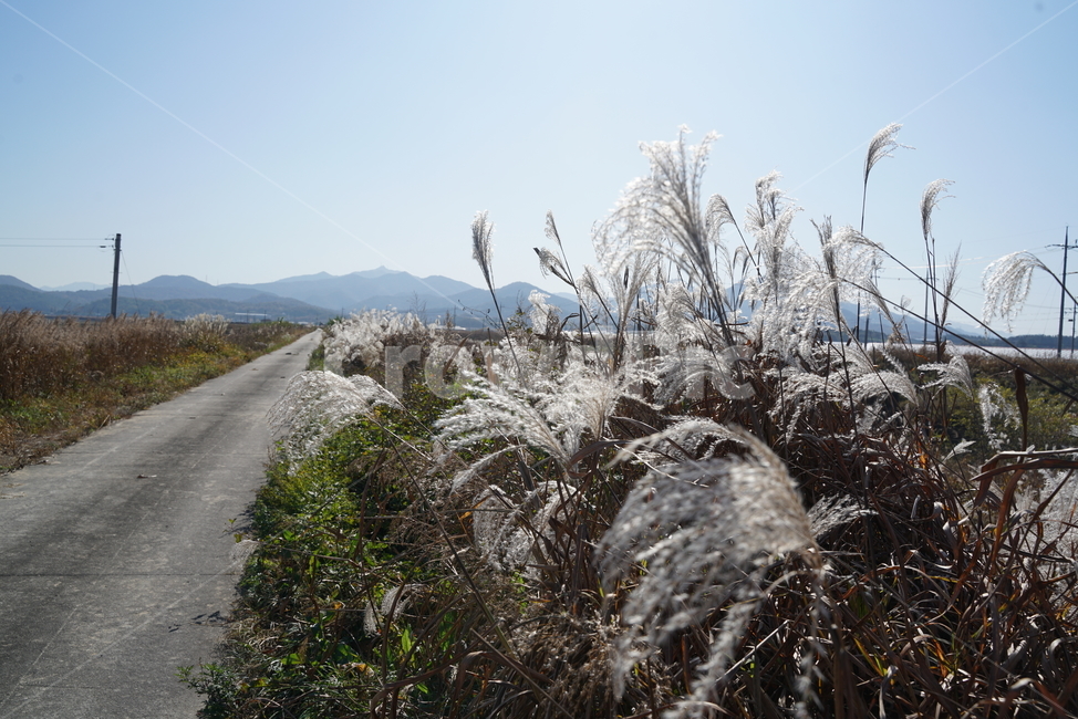 억새,벼목,뿌리줄기,억새풀,eulalia,plant,식물