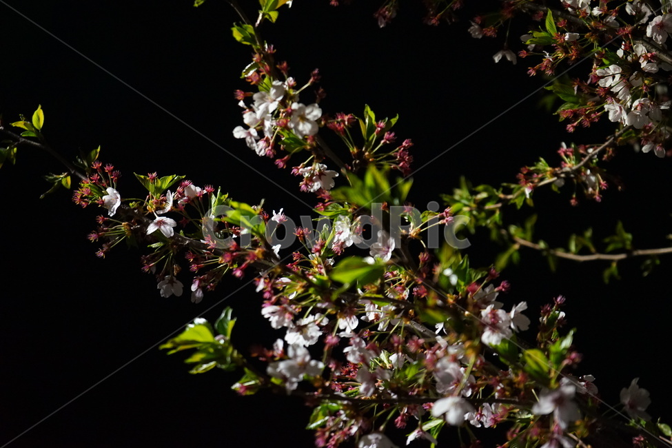 	벚꽃,야경,봄,꽃,벚꽃놀이,봄,계절,spring,season,식물,자연,plants,nature,꽃,flower,plant