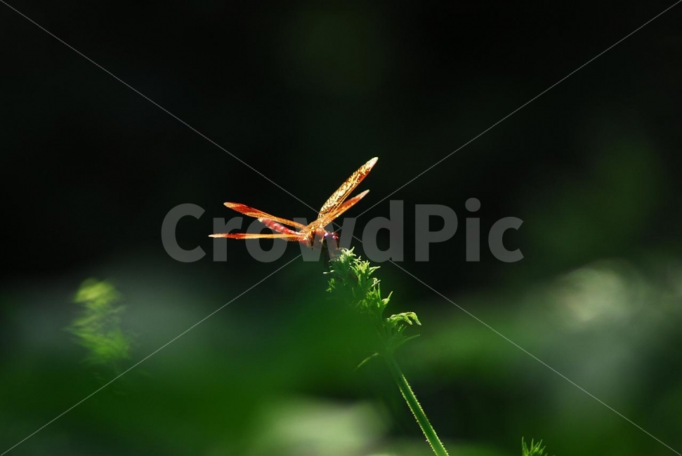 잠자리,고추잠자리,곤충,자연,야생,동물,animal,곤충,벌레,insect,bug