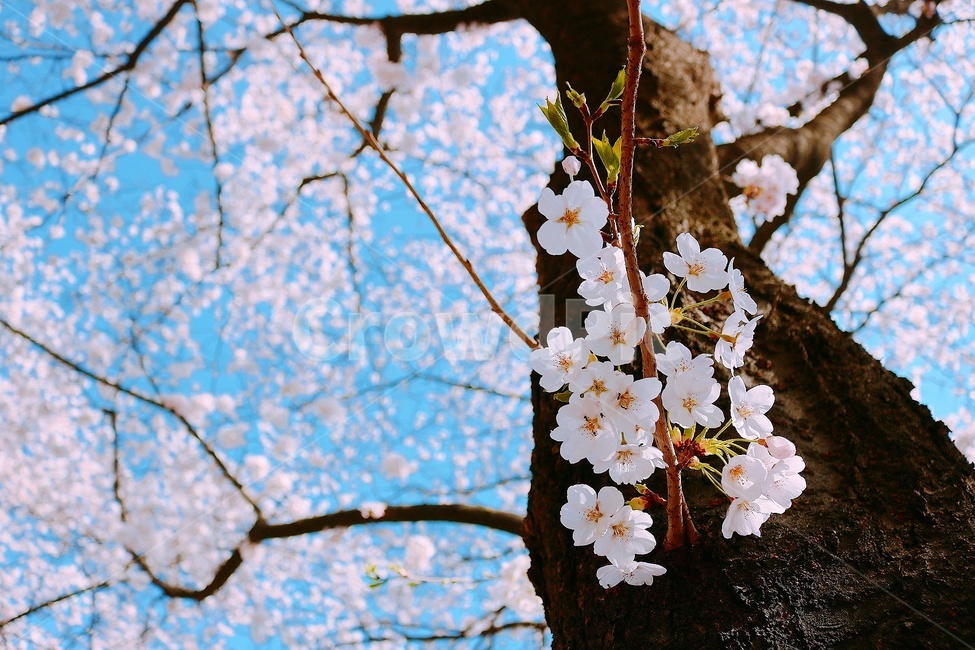 봄꽃,꽃,봄,벚꽃,cherryblossom,봄,계절,spring,season,식물,자연,plants,nature,꽃,flower,plant
