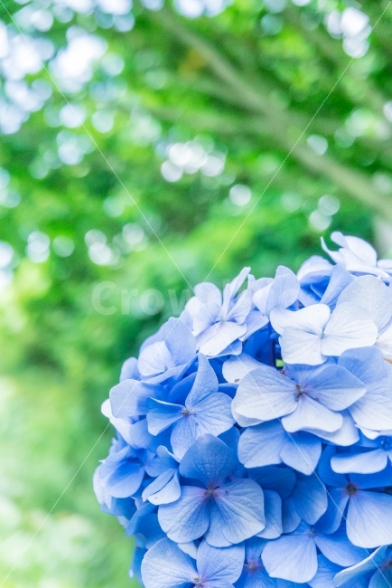 수국꽃,수국,꽃,flowers,보케,bokeh,거제도,여름,감성,blue,green,블루,초록초록,밝은사진,부드러운색감,식물,자연,plants,nature,꽃,flower,색깔,색상,색채,색감,color sense,color sensitivity,feeling of color