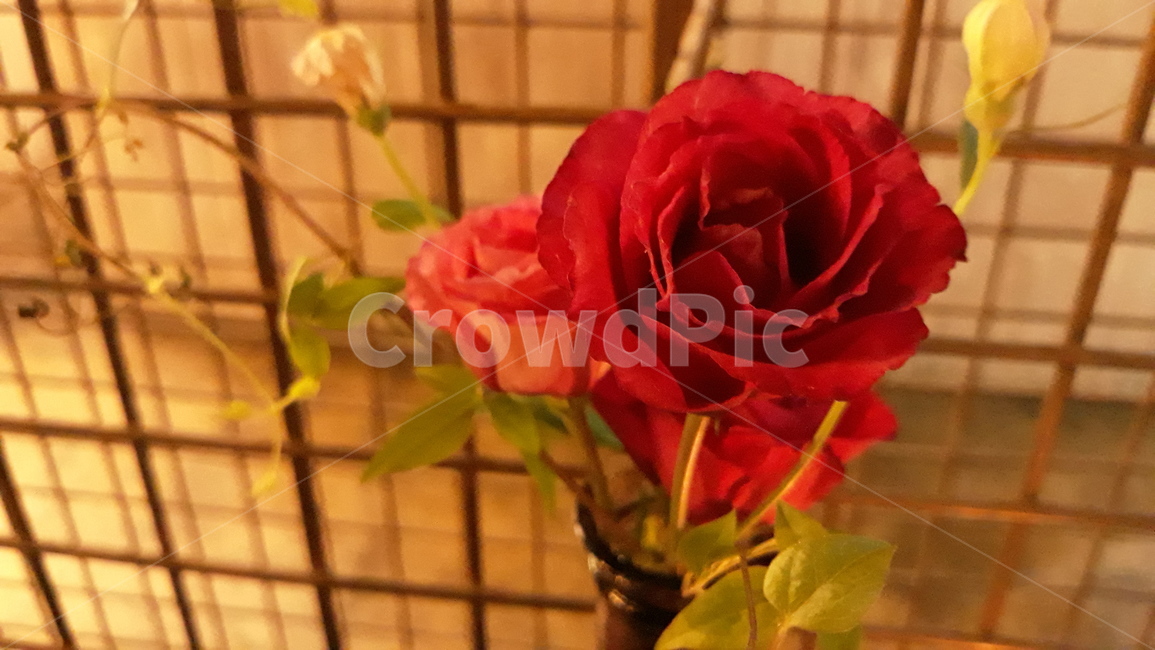 장미,어두운,로맨틱한,감성,철망,주황빛,빨간장미,장미한송이,꽃,식물,식물,자연,plants,nature,꽃,flower
