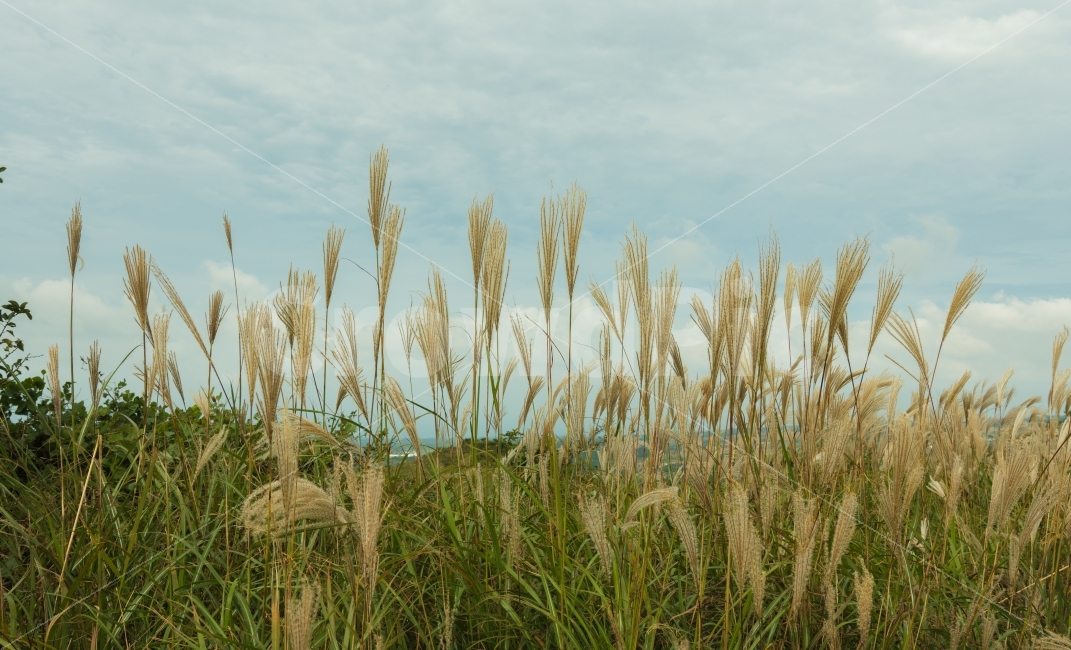 갈대,억새,억새밭,제주도,하늘,가을,가을,계절,fall,autumn,season,자연,풍경,nature,landscape,식물,plants,grass,잔디,plant,food,음식,vegetable,야채,grain,곡물