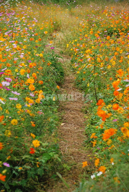 코스모스,꽃,자연,벌,햇살,flower,nature,봄,spring,sunlight,따뜻한,향기,봄바람,가을,꽃내음,식물,자연,plants,nature,꽃,flower