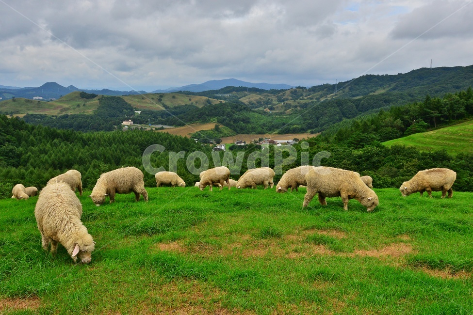 field,들,grassland,outdoors,옥외,nature,강원도,평창,대관령,양떼목장,자연,sheep,양,animal,동물,mammal,포유류,grazing,방목,farm,rural,농촌,meadow,목초지,ranch,농장,pasture,목장,경치,경관,풍경,구름,동물,animal,포유류,mammal,목축업,목장,livestock farming,ranching,pasture