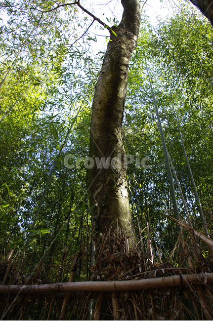 나무,울타리,초록,식물,숲,식물,자연,plants,nature,나무,trees,wood