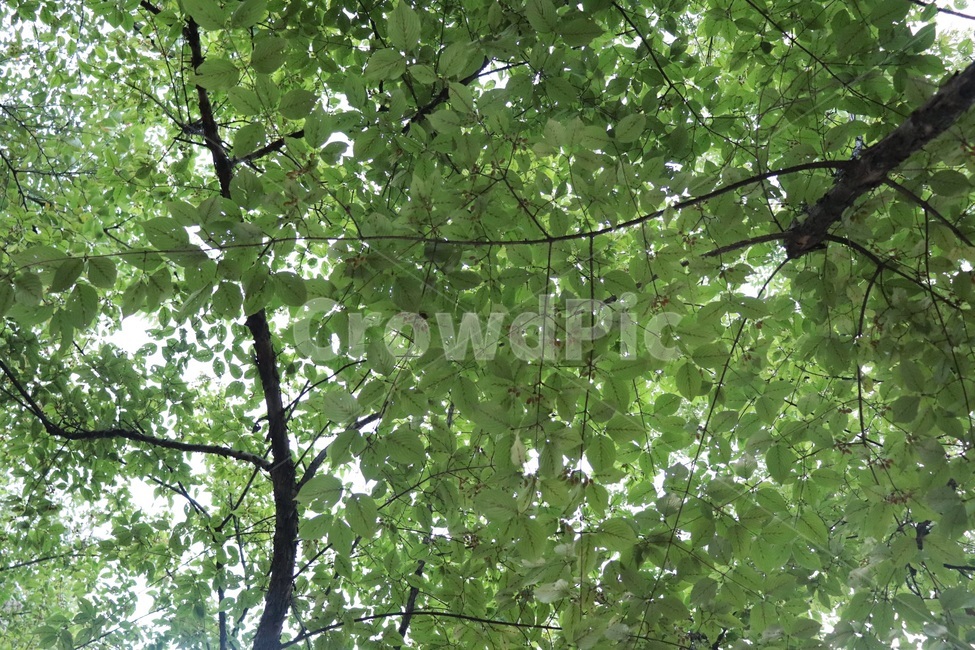 자연,초록,나무,봄,숲,자연,풍경,nature,landscape,tree,plant,식물