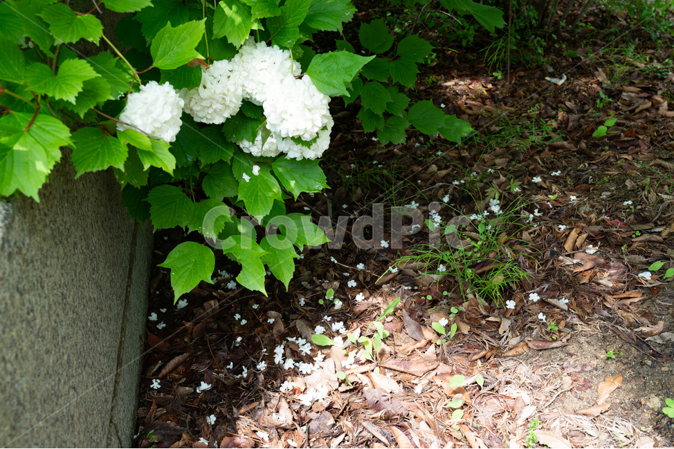 불두화,빛내림,식물,나무,꽃잎,식물,자연,plants,nature,꽃,flower