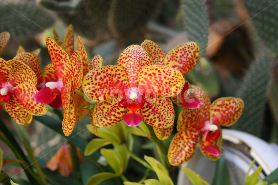 식물,꽃,plant,flower,blossom,식물,자연,plants,nature,꽃,flower